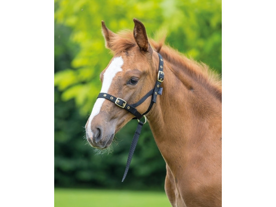 Nylon Foal Slip