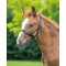 Nylon Foal Slip
