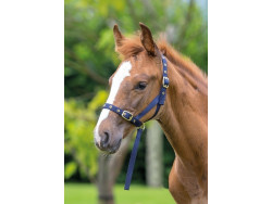 Nylon Foal Slip