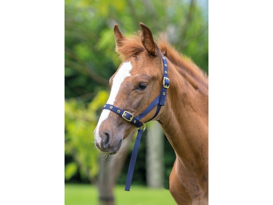 Nylon Foal Slip
