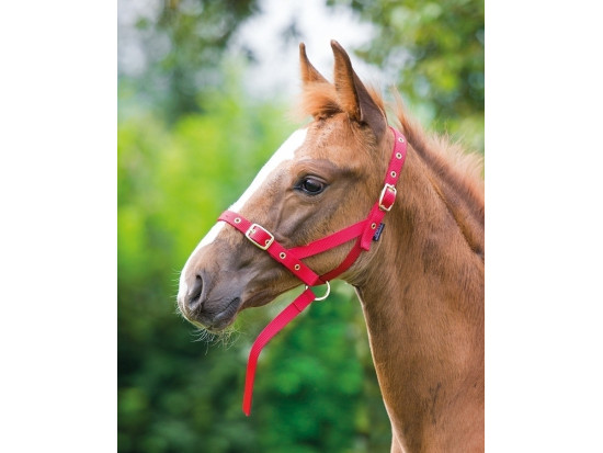 Nylon Foal Slip