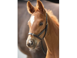 Leather Foal Slip